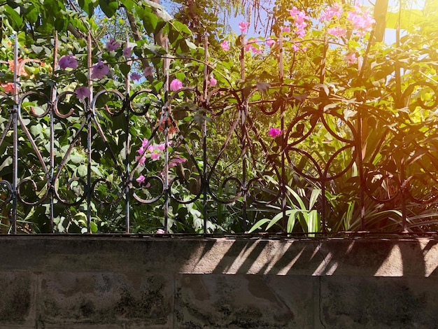 Rust steel fence above the concrete wall at the front of a lot of trees, pink flower behind, adding sunlight effect.