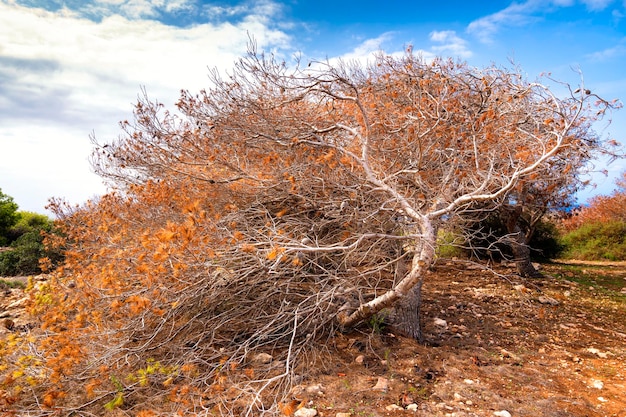 Rustcoloured dry plant