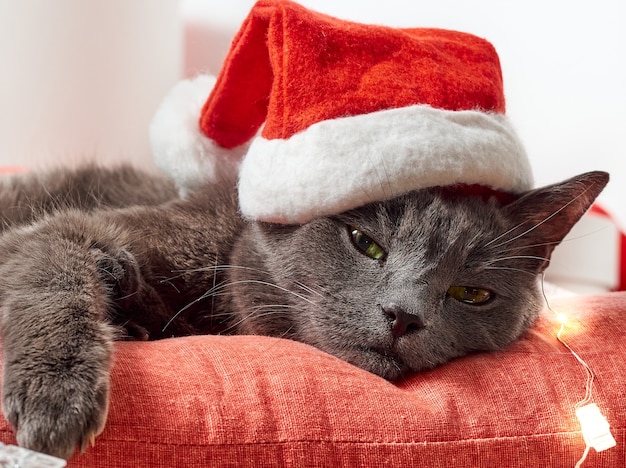 Rustende kat die een kerstman-kerstmuts draagt