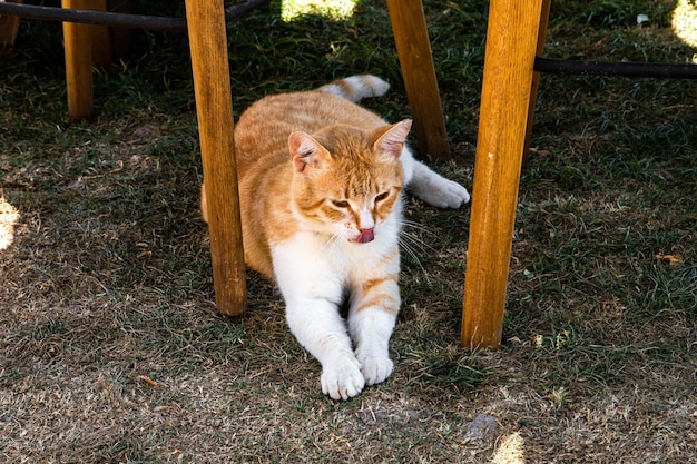 Foto rustende kat likt en wast het lichaam op een zonnige zomerdag op de achtergrond van de natuur