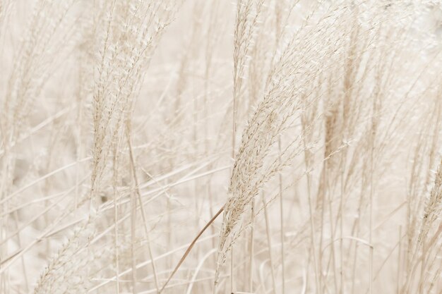 Rustic autumn field