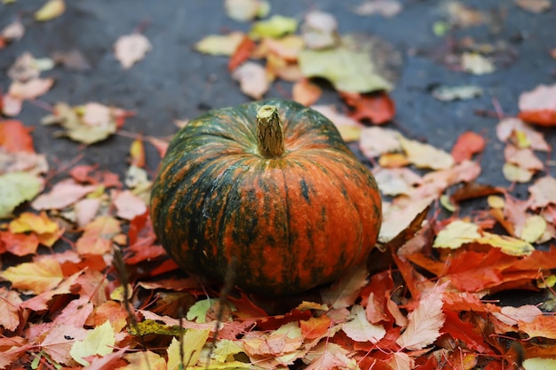 A rustic autumn still life with pumpkins and golden leaves on a wooden surface Bright sunlight coming in from behind