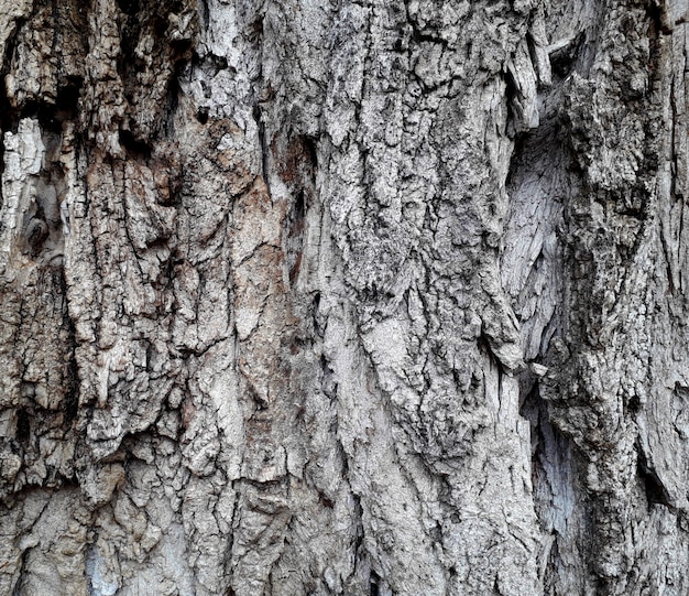  rustic background with a trunk of old wood and with moss