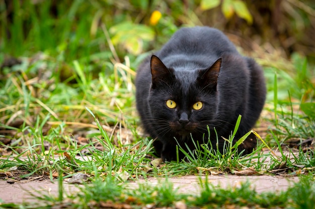 Rustic black cat close-up sitting on a garden plot..