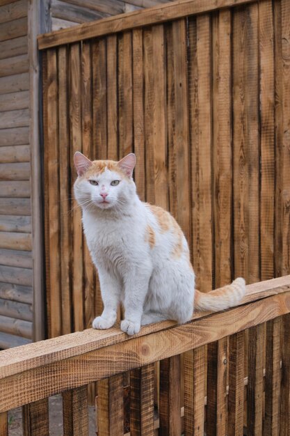 Rustic ginger cat is sitting wooden fence