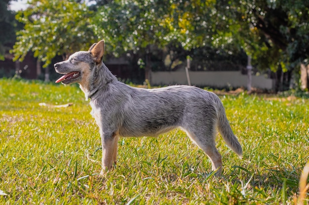 Собака питомника Rustic Heeler на открытом воздухе