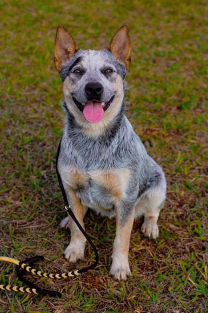 公園の素朴なHeeler犬小屋の子犬