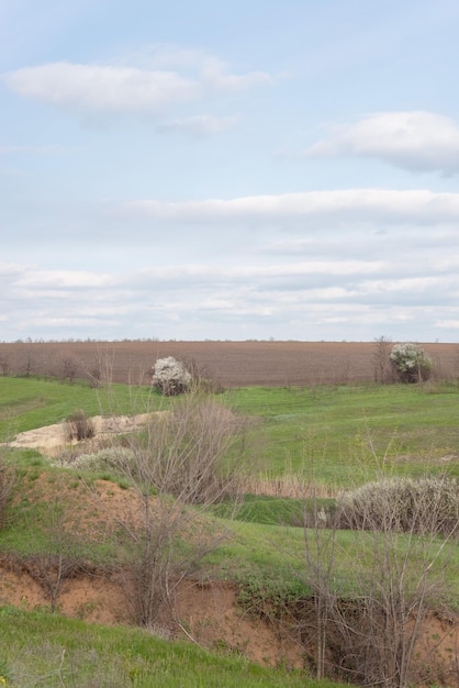 A rustic landscape of fields of green grass and a plowed field with trees In the spring