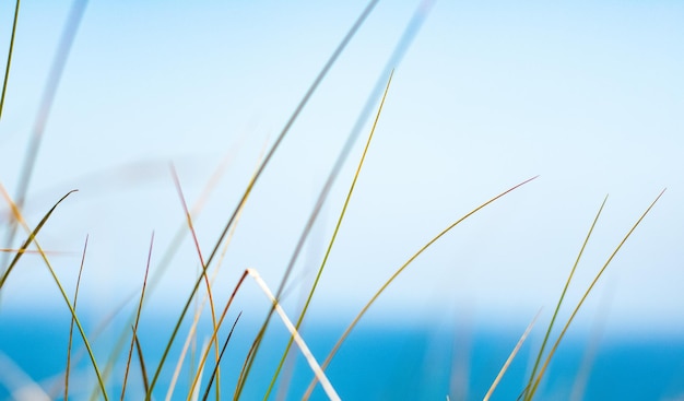 Rustic spring field