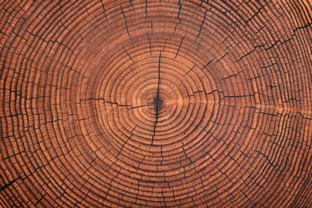 Rustic table with a pattern of annual rings. wood texture cut stump background