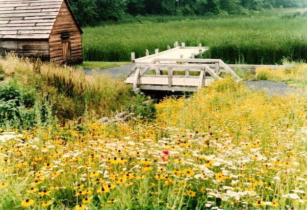 Photo rustic view of flowerbed against field