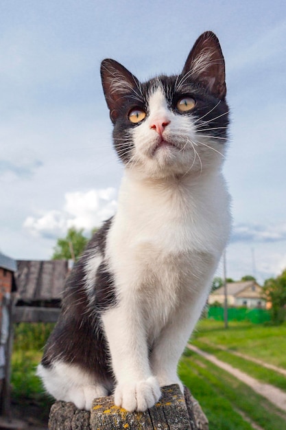 Рустическая белая кошка с черными пятнами на фоне деревни