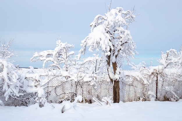 冬の日に金網フェンスと雪に覆われた木がある素朴な庭