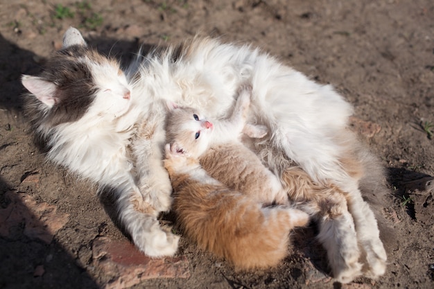 Rustieke kat voedt melk van hun kitten.