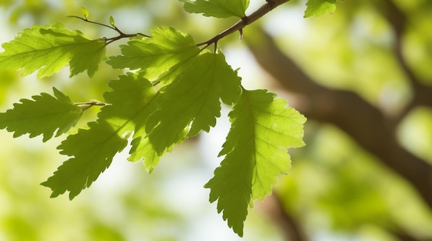 Rustieke Rust Natuurlijke Achtergrond in Banner Formaat met Sierlijke Eiken Tak