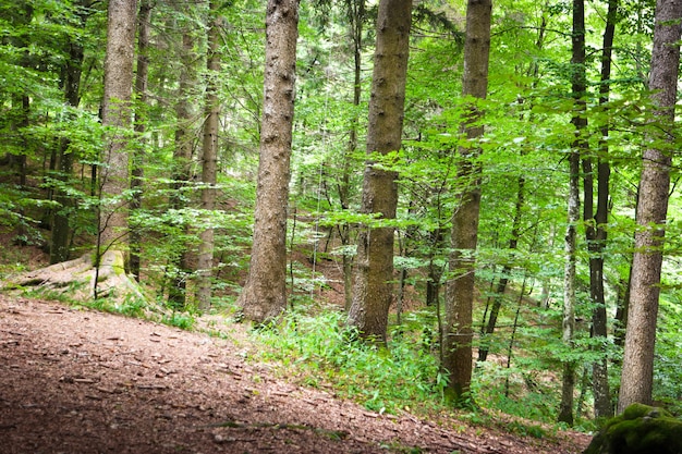 Rustig alpien boslandschap