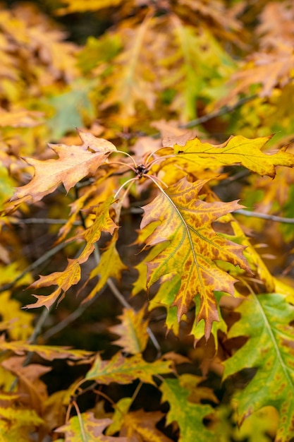 Rustig herfstseizoen Esdoornbladeren op zonnige mooie natuur herfst achtergrond Horizontale herfstbanner met esdoornblad van rode, gele en groene kleur