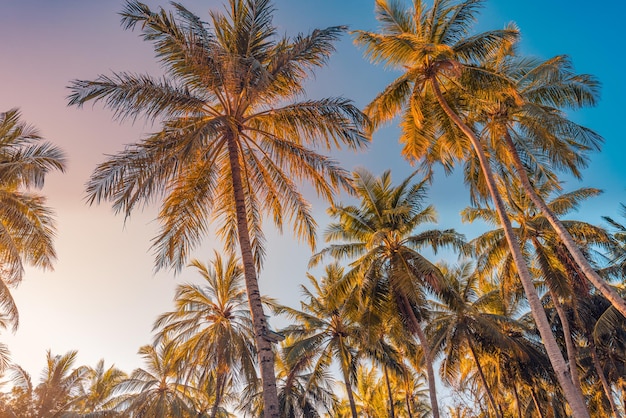 Rustig natuurpatroon, palmbomen met avondrood. Romantisch, ontspannend natuurlijk schilderachtig, tropisch