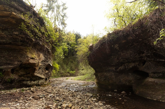 Foto rustig stukje bos bij daglicht