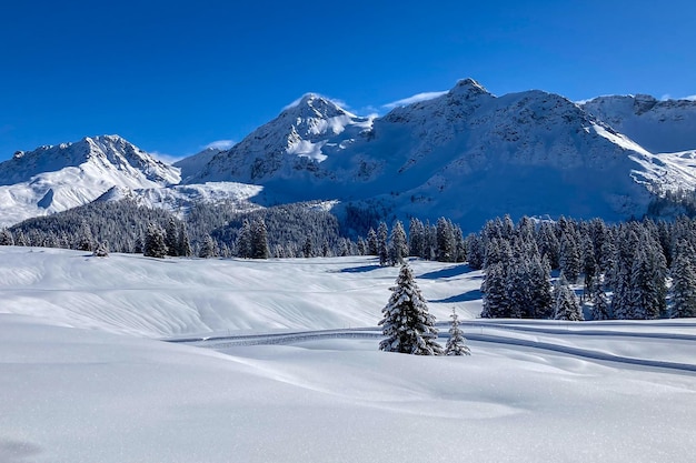 Rustige besneeuwde winterlandschap met dennenbos en hoge bergen op de achtergrond Zwitserland