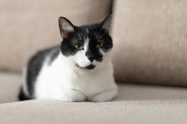 Rustige binnenlandse zwart-witte kat liggend op de bank in de woonkamer en wegkijkend