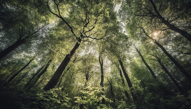 Rustige boslandschap verlicht door levendig zonlicht en herfstgroei gegenereerd door AI