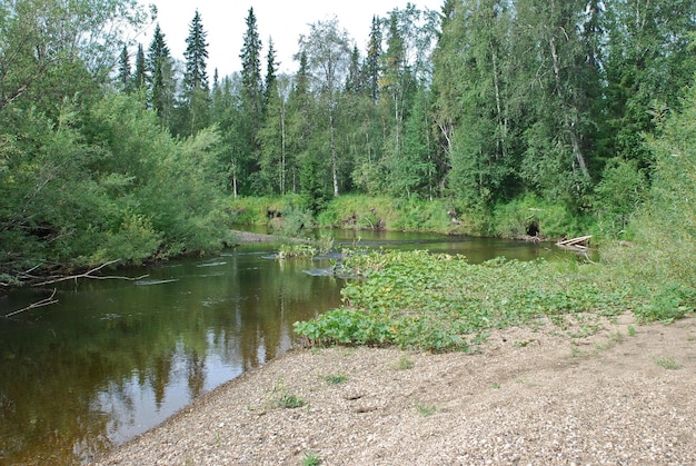 Rustige bosrivier