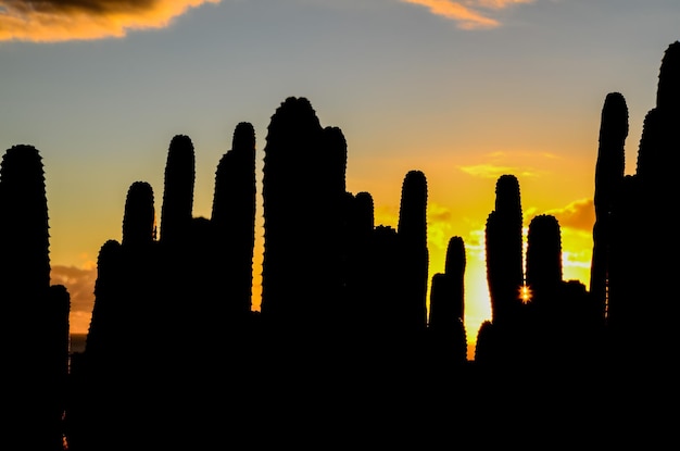 Rustige Cactus Woestijn Zonsondergang