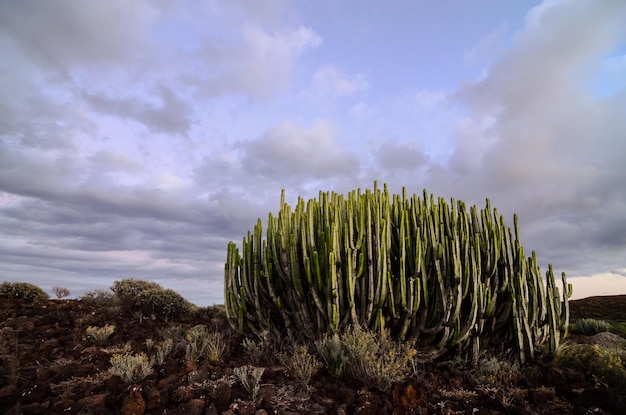 Rustige Cactus Woestijn Zonsondergang