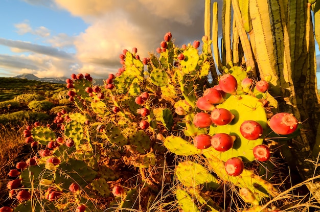 Rustige Cactus Woestijn Zonsondergang