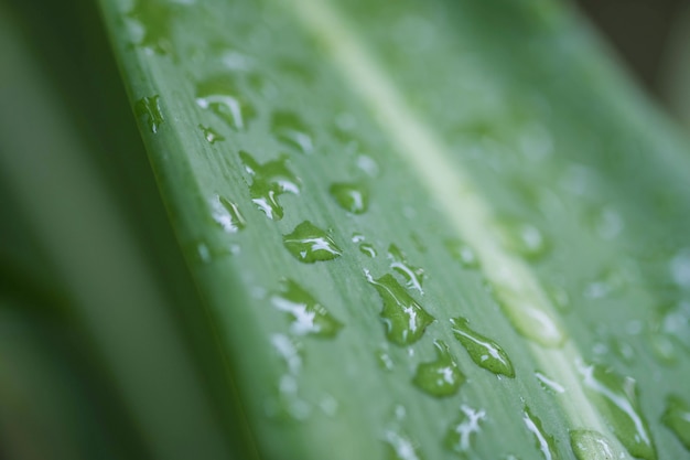 Rustige foto van druppel water op groen blad