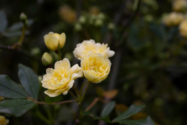 Rustige gele rozen op een donkere smaragdgroene achtergrond lady banks rose just banks rose of rosa banksiae a...