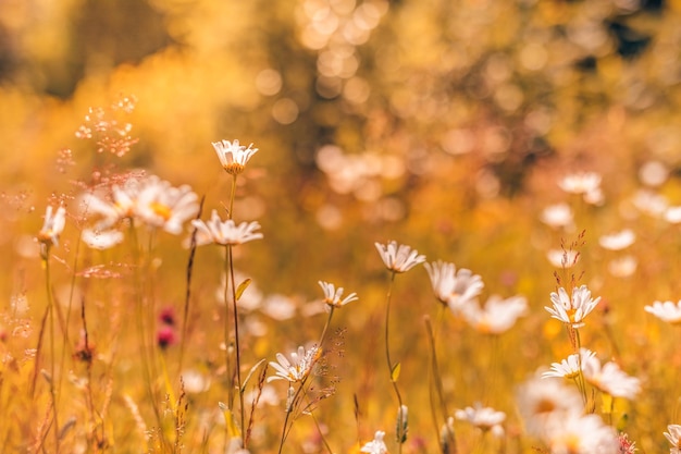 Rustige lente zomer natuur close-up en wazig bos achtergrond. Idyllisch natuur madeliefjesveld