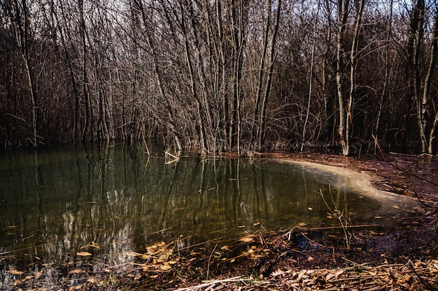 Rustige moeras kreek met bomen in het water