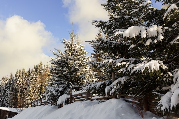 Rustige winter schilderachtig uitzicht van dennenbomen bedekt met sneeuw in de bergen