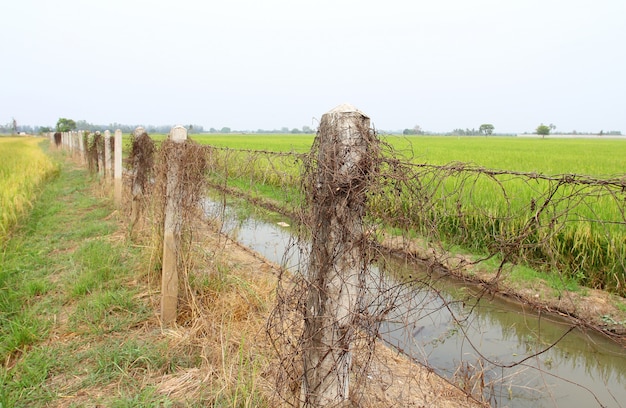 Rusty barbed wire fence in green rice field.