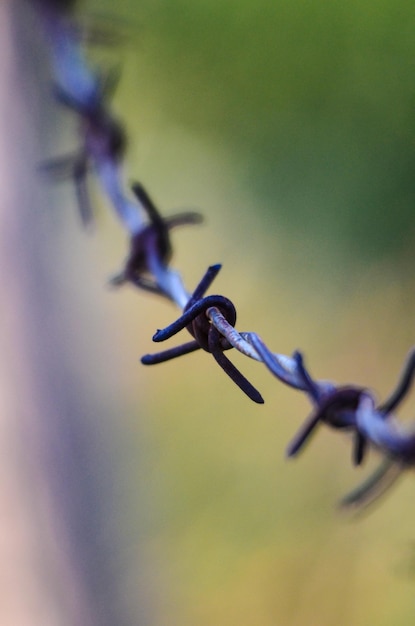 Rusty barbed wire