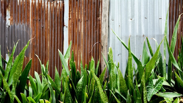 Rusty at corrugated metal fence