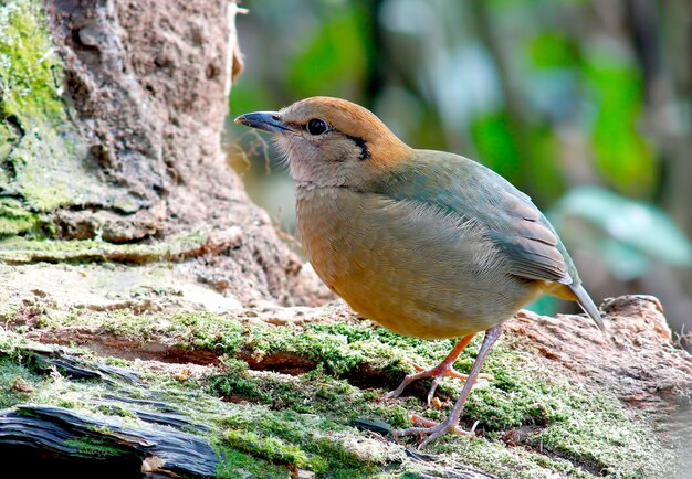 さびたnaped Pitta Pitta oatesiタイの美しい鳥