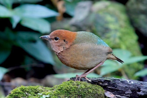 Rusty Naped Pitta Pitta oatesi Prachtige vogels van Thailand