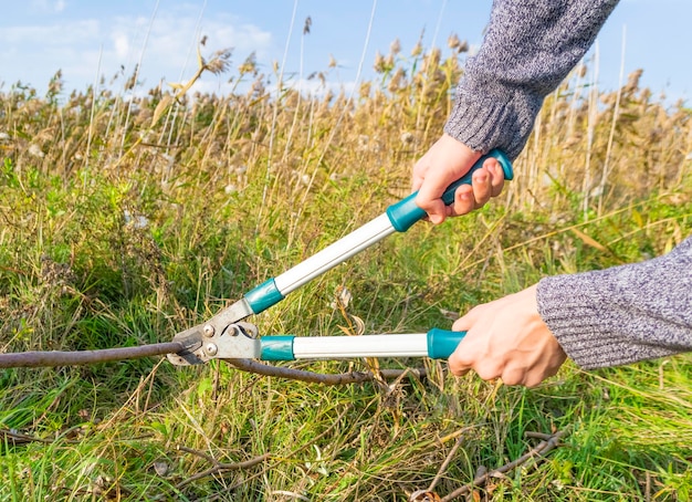 Rusty pruning shears in male hands cutting grass in sunny day