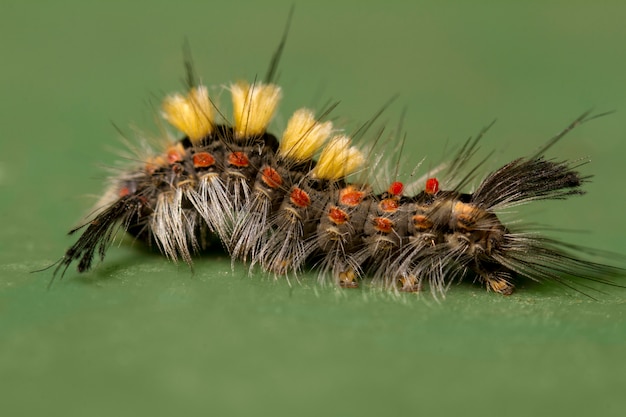 Foto rusty tussock moth-rups