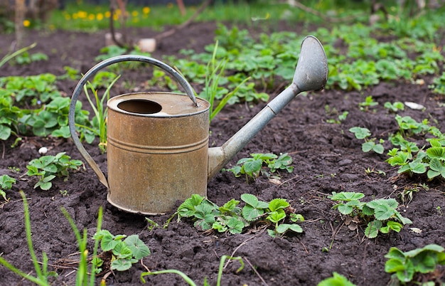 Rusty watering can in garden