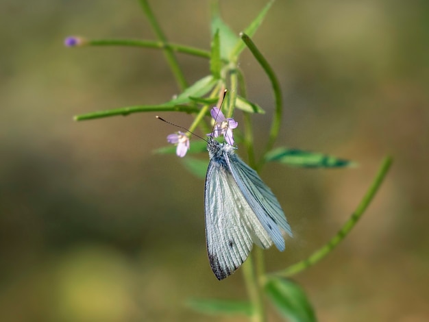 緑の植物の上に座って家族belyanokのルタバガ蝶