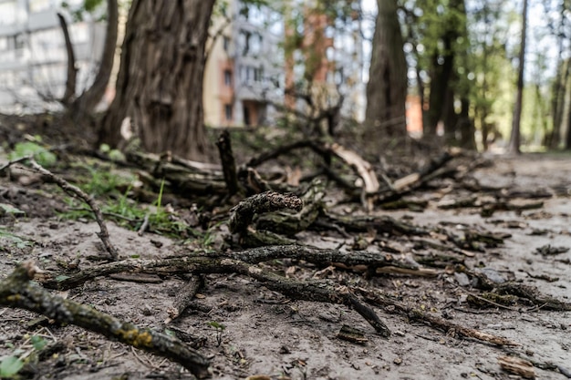 Ruw gedroogd gebroken houttak Groene boom achter Close-up