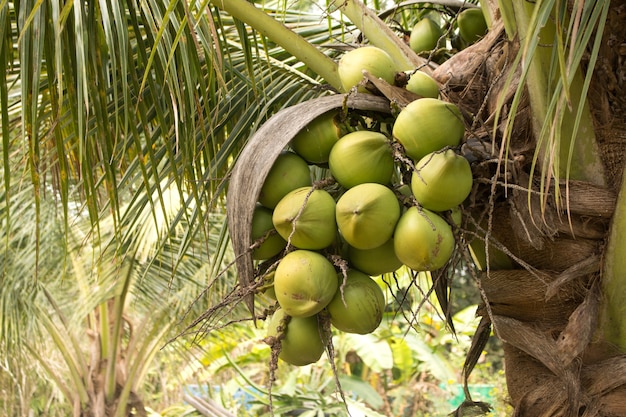 Ruw groen Kokosnotenfruit op installatie