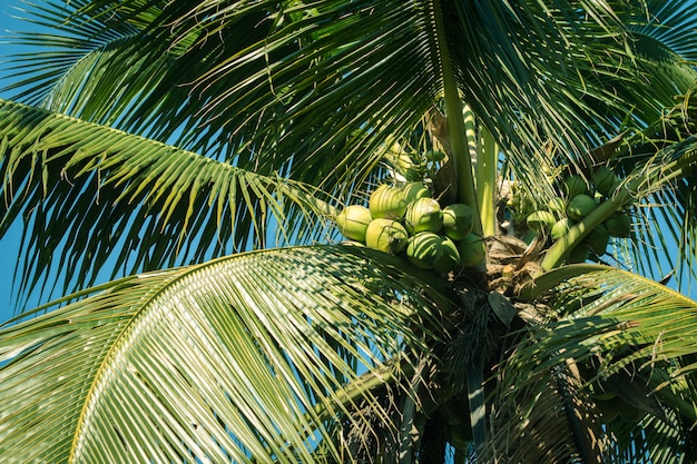 Ruw groen Kokosnotenfruit op installatie