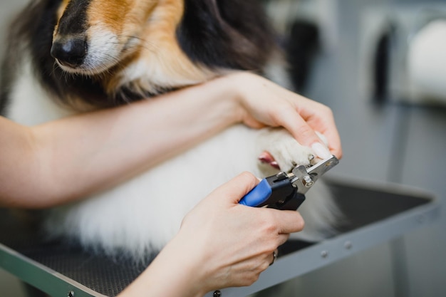 Ruwe Collie-hond bij trimsalon.