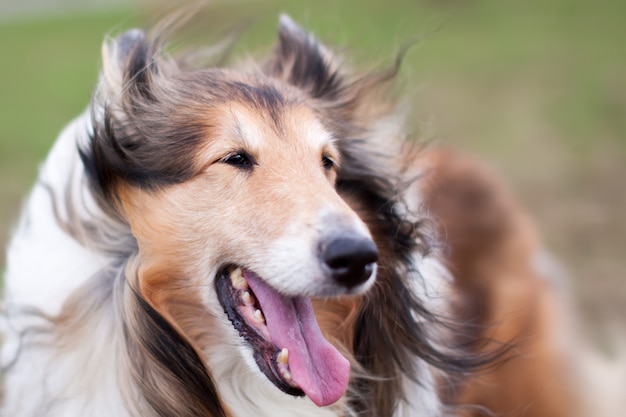 Ruwe collie-hond in wind