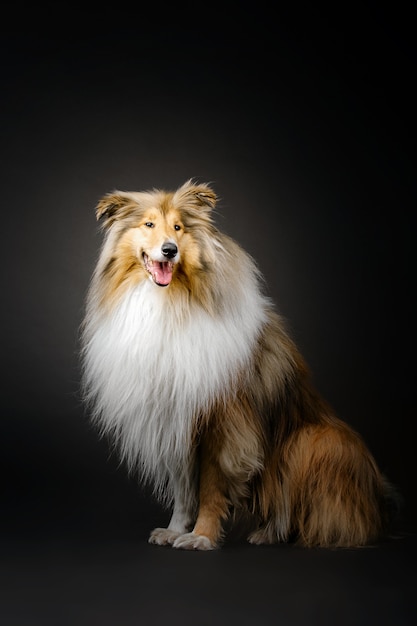 Ruwe Collie hond op zwarte achtergrond